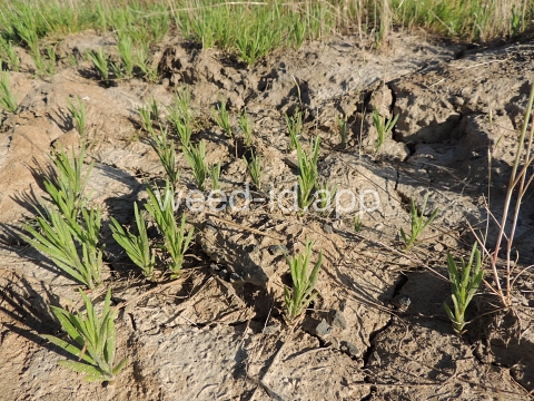 tarweed, cluster